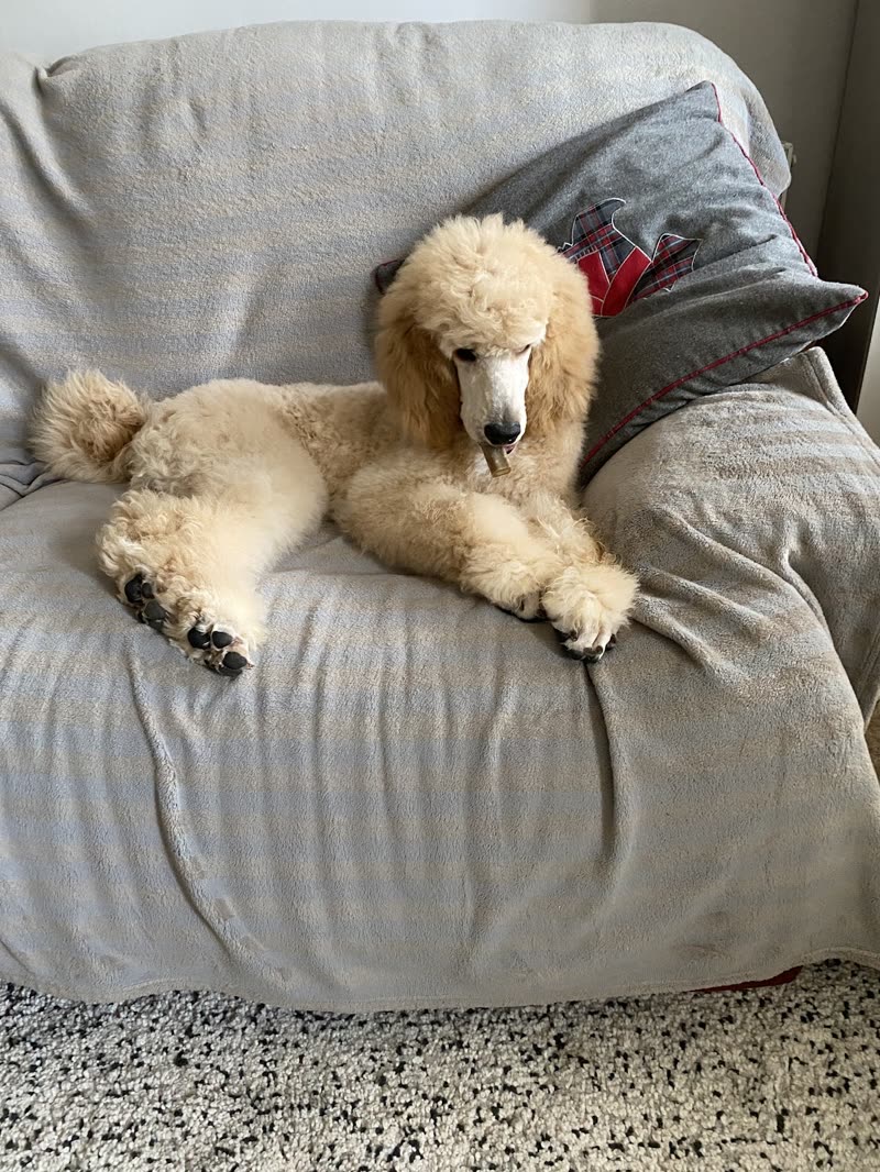 A cream standard poodle with a scissored topknot lying relaxed on a grey sofa after its groom