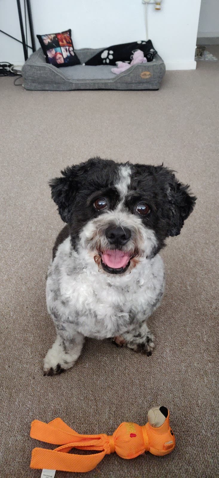 A freshly groomed black-and-white shih tzu cross sitting on the floor with an orange toy nearby