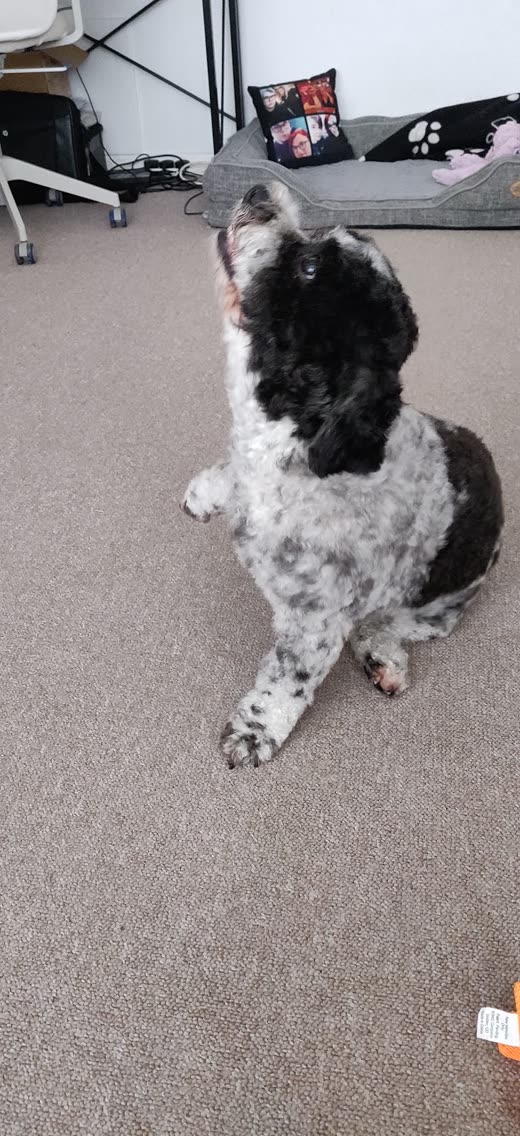 A freshly clipped black-and-white shih tzu cross seen from behind, showing the neatly trimmed body coat and tail