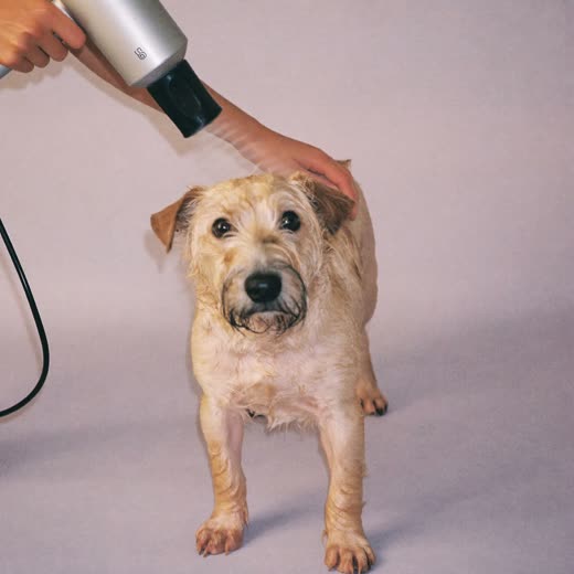 A small damp dog being blow-dried after its bath