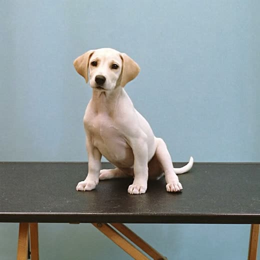 A small puppy sitting calmly on a grooming table